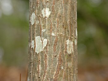 Common Sweetleaf (Symplocos tinctoria) bark