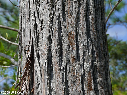 Pondcypress (Taxodium ascendens) bark