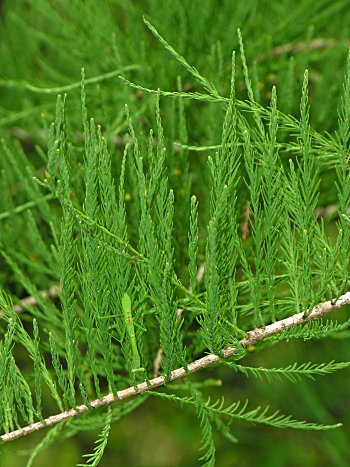 Pondcypress (Taxodium ascendens)