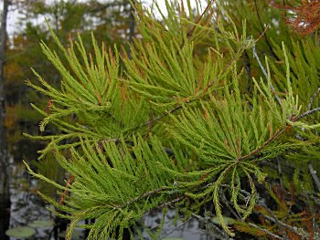 Pondcypress (Taxodium ascendens)