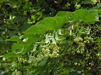 Carolina Basswood (Tilia americana var. caroliniana)