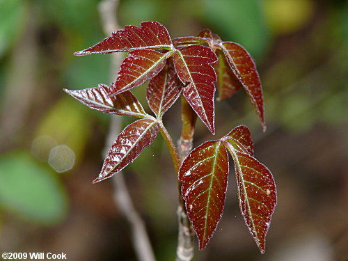 Eastern Poison-Ivy (Toxicodendron radicans) leaves