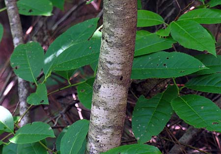 Poison Sumac (Toxicodendron vernix, Rhus vernix) bark