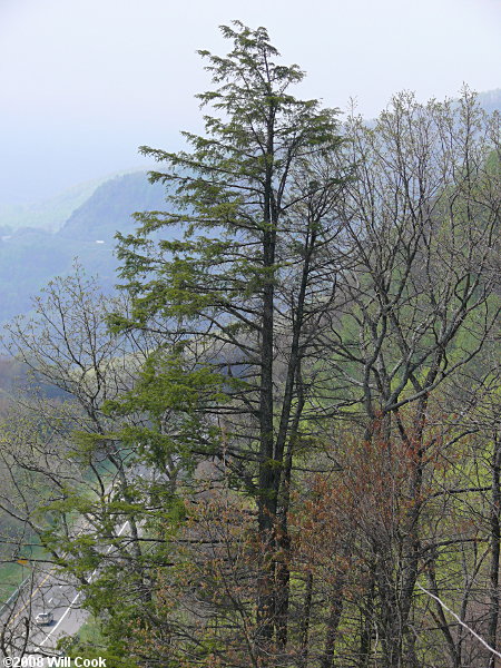 Carolina Hemlock (Tsuga caroliniana) tree