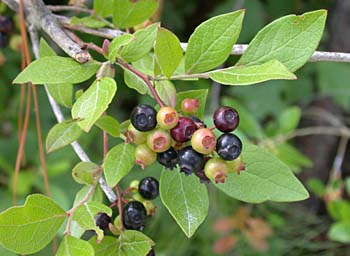 Black Highbush Blueberry (Vaccinium fuscatum) fruit