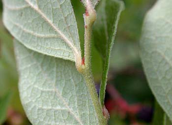 Black Highbush Blueberry (Vaccinium fuscatum) leaves/twig