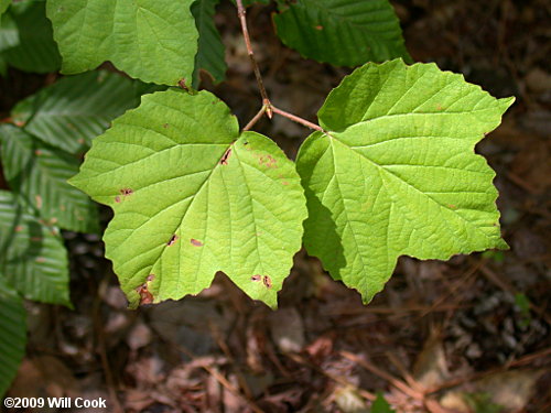 Maple-leaf Viburnum (Viburnum acerifolium)