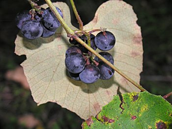 Silverleaf Grape (Vitis aestivalis var. bicolor)