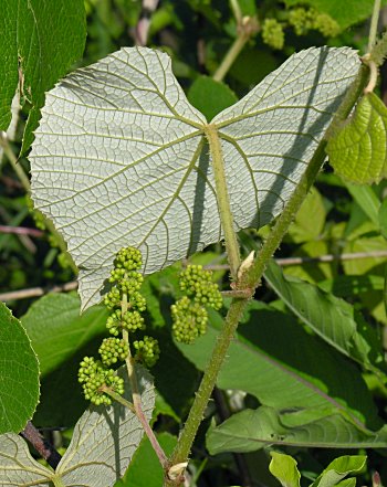 Silverleaf Grape (Vitis aestivalis var. bicolor)