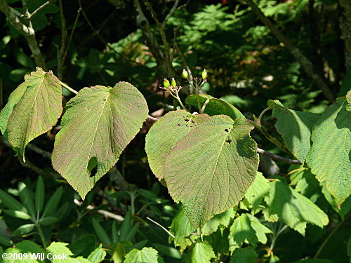 Hobblebush (Viburnum lantanoides)