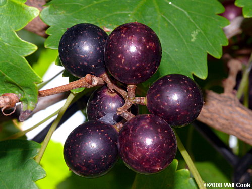 Muscadine Grape (Vitis rotundifolia)